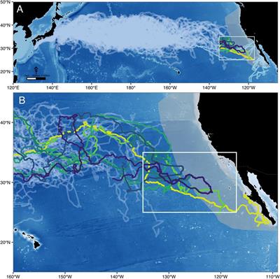 Dynamic Thermal Corridor May Connect Endangered Loggerhead Sea Turtles Across the Pacific Ocean